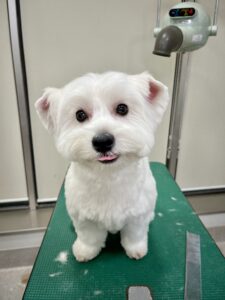 ココちゃんのトリミング写真