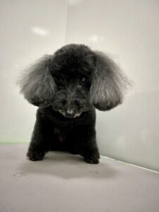 杏(あんず)ちゃんのトリミング写真