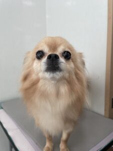 麦(むぎ)くんのトリミング写真