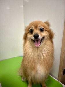 レックスくんのトリミング写真