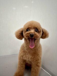 10月21日のわんこたちの写真