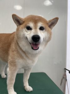 むぎちゃんのトリミング写真