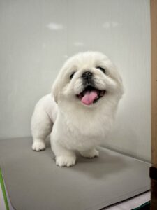 ペキコちゃんのトリミング写真