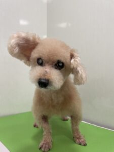 フランくんのトリミング写真