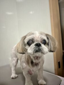 10月22日のわんこたちの写真