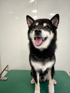 小太郎(こたろう)くんのトリミング写真