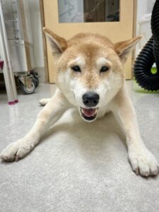 リオンくんのトリミング写真