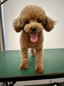 空音(くおん)ちゃんのトリミング写真
