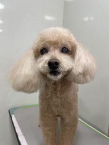 ショコラちゃんのトリミング写真