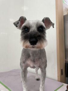 10月20日のわんこたちの写真