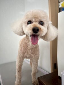 ラックくんのトリミング写真