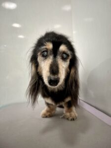 凛ちゃんのトリミング写真