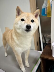 ぽん子ちゃんのトリミング写真