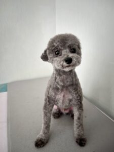 メイくんのトリミング写真