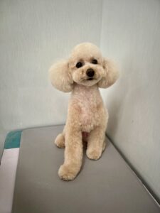 マロンくんのトリミング写真