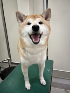 小太郎くんのトリミング写真