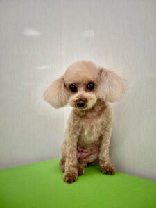 モカちゃんのトリミング写真