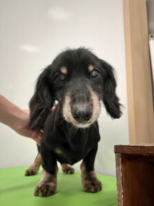 小次郎(こじろう)くんのトリミング写真