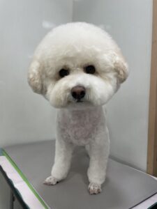 ナナくんのトリミング写真