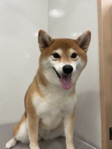 こなつちゃんのトリミング写真