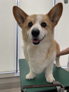 こまちちゃんのトリミング写真