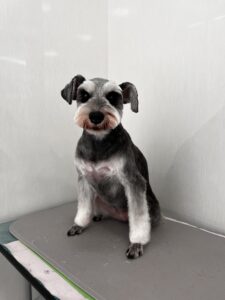 りのんちゃんのトリミング写真