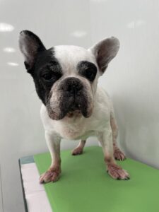 ヨシムネくんのトリミング写真