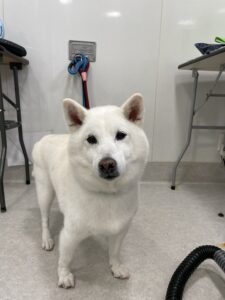 マサハルくんのトリミング写真