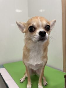 杏(あんず)ちゃんのトリミング写真