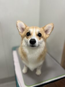 cocoaちゃんのトリミング写真