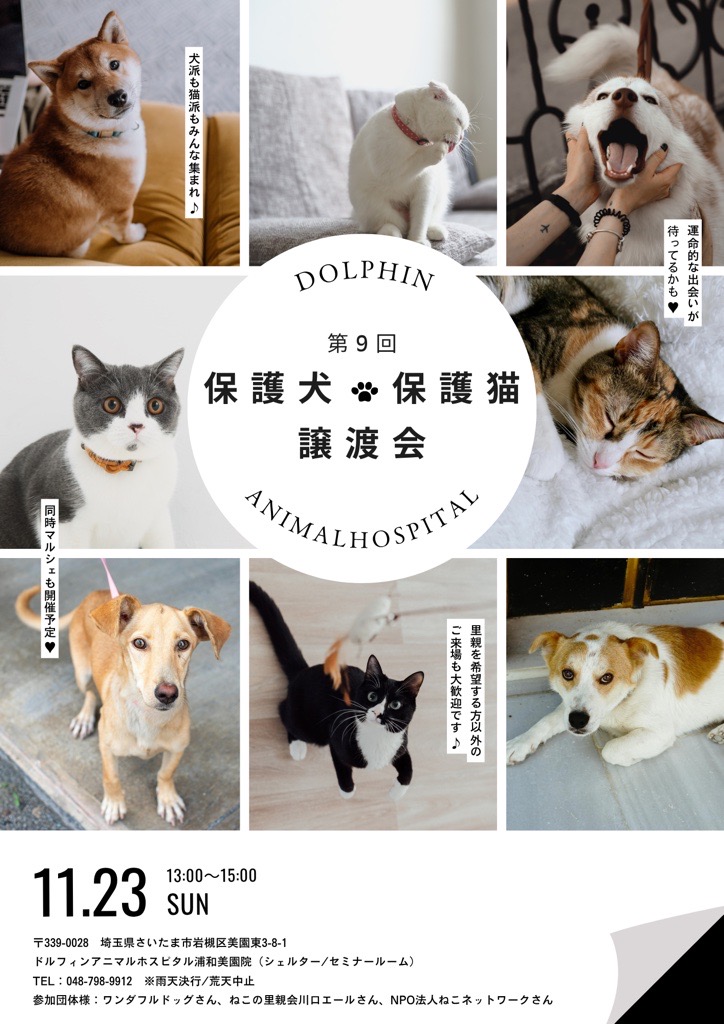 ドルフィン譲渡会のお知らせの画像
