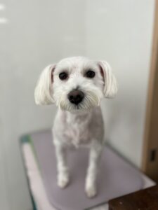 あいちゃんのトリミング写真