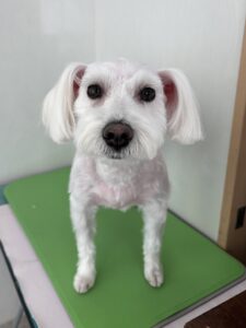 11月21日のわんこたちの写真