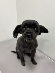 あずきちゃんのトリミング写真