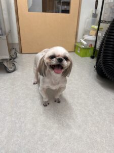 あめちゃんのトリミング写真