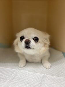 おとちゃんのトリミング写真