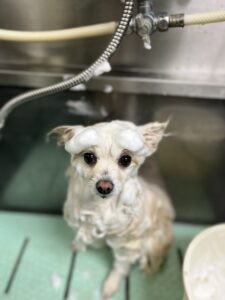 おもちくんのトリミング写真