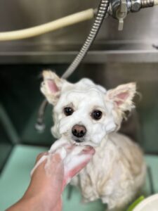 おもちくんのトリミング写真
