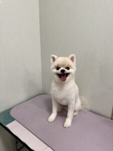 おもちくんのトリミング写真