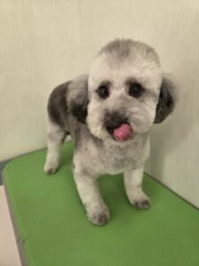 奏音(かのん)ちゃんのトリミング写真