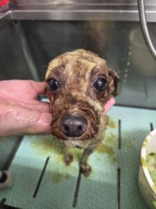 くうくんのトリミング写真