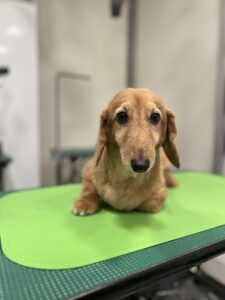 くうくんのトリミング写真