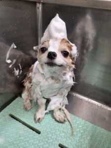 くうくんのトリミング写真