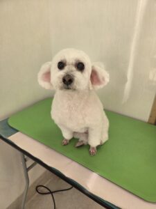 くららちゃんのトリミング写真