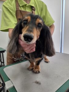 くーちゃんのトリミング写真