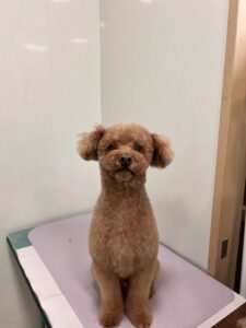 コアくんのトリミング写真