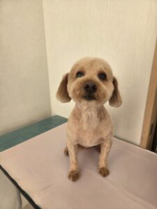 ココアくんのトリミング写真