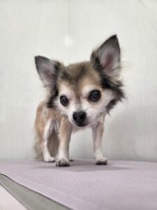 cocoaちゃんのトリミング写真