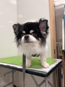 ココくんのトリミング写真