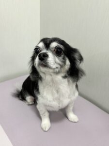 ココルちゃんのトリミング写真